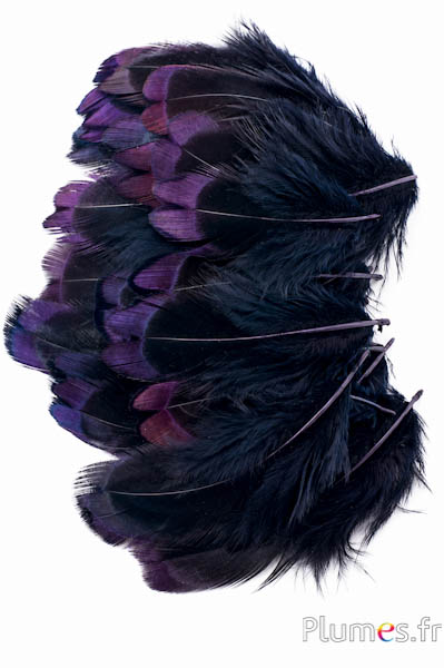 Fagiano di Colchide - 3-5 cm - nero
